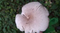 IMG-20251002-WA0017.thumb.jpg.255b23a09e304709928d529f321581aa.jpg