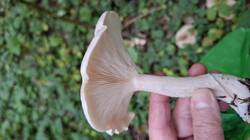 IMG-20251002-WA0018.thumb.jpg.8e88154f8c9038895ef7522ec961f753.jpg