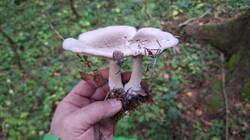 IMG-20251002-WA0020.thumb.jpg.28bc6c1da48682330aa34defcca4ab85.jpg