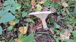 IMG-20251002-WA0023.thumb.jpg.81f52da342ef88a1019ce348502b55da.jpg