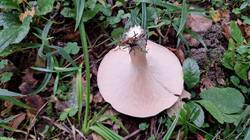 IMG-20251002-WA0024.thumb.jpg.4ea4b0b12382544669eb8e6ea7728a0d.jpg