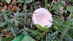 IMG-20251002-WA0025.thumb.jpg.0bc7efe78970a5850af3a6abbbd70cdf.jpg