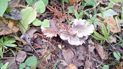 IMG-20251002-WA0028.thumb.jpg.c91d92b690e6efdb2f87ef1a6faaea83.jpg