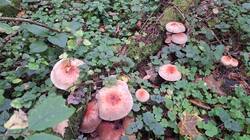 IMG-20251002-WA0029.thumb.jpg.43adb2d8999ecf68f21be953b4026492.jpg