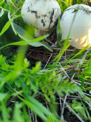 IMG-20251012-WA0006.jpg