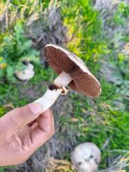 IMG-20251012-WA0011.jpg