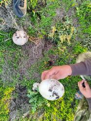IMG-20251012-WA0013.jpg