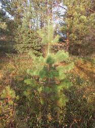 IMG-20251018-WA0008.thumb.jpg.efb87be131eb2c196027c9fe03ca3c01.jpg