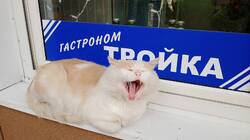 IMG-20251021-WA0014.thumb.jpeg.45eecc3fa7aaefc9e1b70440ee4fb133.jpeg