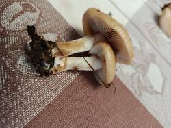 IMG-20251023-WA0005.jpg