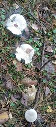 IMG20251017130951.jpg