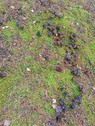 IMG20251018090012.thumb.jpg.add2801a3b59d32f8aabf7182fd76e1e.jpg