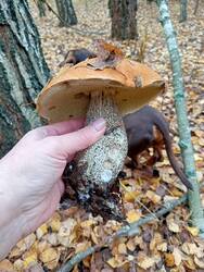 IMG20251018093622.thumb.jpg.a7b1445c12f6a5a90b1d8ccd05c288ba.jpg