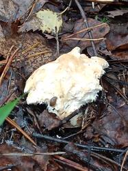 IMG20251020104101.jpg