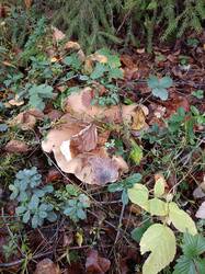 IMG20251020110958.jpg
