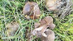 IMG20251022133716.thumb.jpg.a78f7fd42f6c7549a4b6ab741cb13c82.jpg
