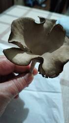 IMG20251022200027.thumb.jpg.7c444a4ea9d147330ead592a5474b117.jpg
