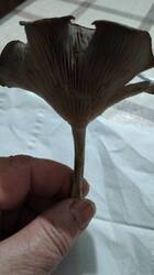 IMG20251022200045.thumb.jpg.bc861bcbcf53a025d2f589ea3fd4d947.jpg