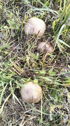 IMG20251024133546.thumb.jpg.70da0bd47fd69807a4ee55ca3965b1fa.jpg