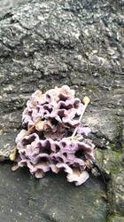 IMG20251027132952.thumb.jpg.842af502cf54efd1140cc6b6db02dd19.jpg