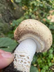 IMG_0059.jpeg