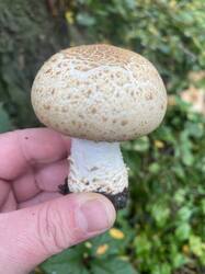IMG_0060.jpeg