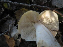 IMG_0371.thumb.JPG.7b16190ece3cd6cdc30a40488bf3c99f.JPG