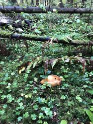 IMG_1272.jpeg