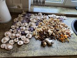 IMG_1415.thumb.JPEG.12782f4c3bd1c9746bef03770d71b7cc.JPEG