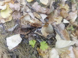IMG_20250929_140730.thumb.jpg.8f99dce4bf7d7c12bbcca27ee16ef534.jpg