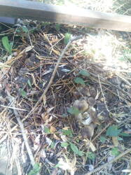 IMG_20251001_115005.thumb.jpg.ffbcc12eba006c6e880fbbe90286fa88.jpg