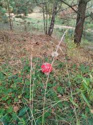 IMG_20251002_151852.thumb.jpg.e7ec3cef1d15cb3f6caa954d8c3e6692.jpg