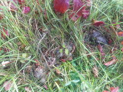 IMG_20251002_155249.thumb.jpg.8c0a6934dbb789315686747ecabaec1b.jpg