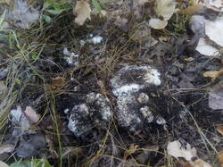 IMG_20251003_120839.thumb.jpg.1dc75cf4101f2e2bb689588aa26f9ca7.jpg