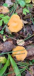 IMG_20251004_084540_808.thumb.jpg.b813602873ec10963a720cb65cff3936.jpg