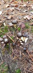 IMG_20251004_091338_956.thumb.jpg.ea78dcd595217fb61e78cbd087bc1dba.jpg