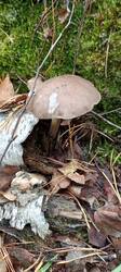 IMG_20251004_092621_405.thumb.jpg.f0daabd5d4f267ed9931b79393d403e8.jpg