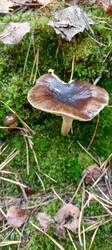 IMG_20251004_092923_420.thumb.jpg.553dd60b10553c0b2a4c1b96dd9298b5.jpg