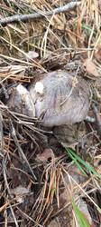 IMG_20251004_095622_544.thumb.jpg.a37c3b1c61133b8c4e544b201ed8675a.jpg