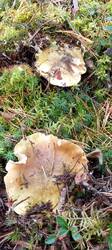 IMG_20251004_102613_954.thumb.jpg.7388ac753fae7d65fdf5042aa760294d.jpg