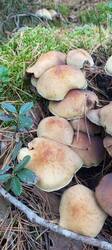 IMG_20251004_104512_916.thumb.jpg.c3b5cc745b41205e8833d927b1214efe.jpg