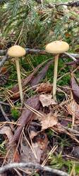 IMG_20251004_104939_300.thumb.jpg.3aa551390cd034e7a78bd06f8341777b.jpg