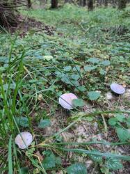 IMG_20251004_105029_BURST1.jpg