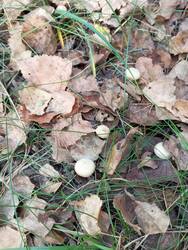 IMG_20251004_122943.jpg