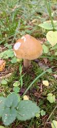 IMG_20251004_123616_326.thumb.jpg.163a93c139549403bbd2070fd3776f36.jpg