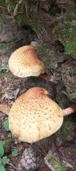IMG_20251004_123637_660.thumb.jpg.892550a76ff885b676d013bdf55bfd28.jpg