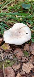 IMG_20251004_130537_530.thumb.jpg.1524164090247cd782660819fa2a43cb.jpg
