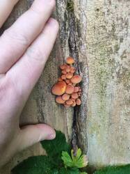 IMG_20251006_104022.thumb.jpg.e941872693b6abcb3c40073e554716a4.jpg