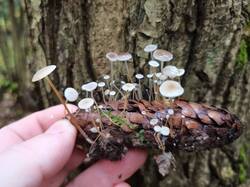 IMG_20251007_092145.thumb.jpg.5bd6920c0664728c464934a4fbc3d980.jpg