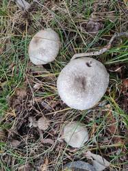 IMG_20251007_143617.thumb.jpg.4fc407ad7c3ea104b5ca07476b9670e6.jpg